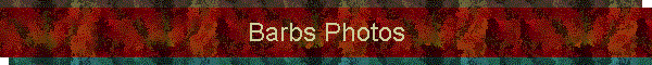 Barbs Photos
